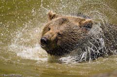 Braunbr  - Zum Vergroessern klicken!